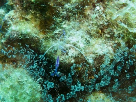 Pederson Shrimp and Corkscrew Anemone IMG 7856